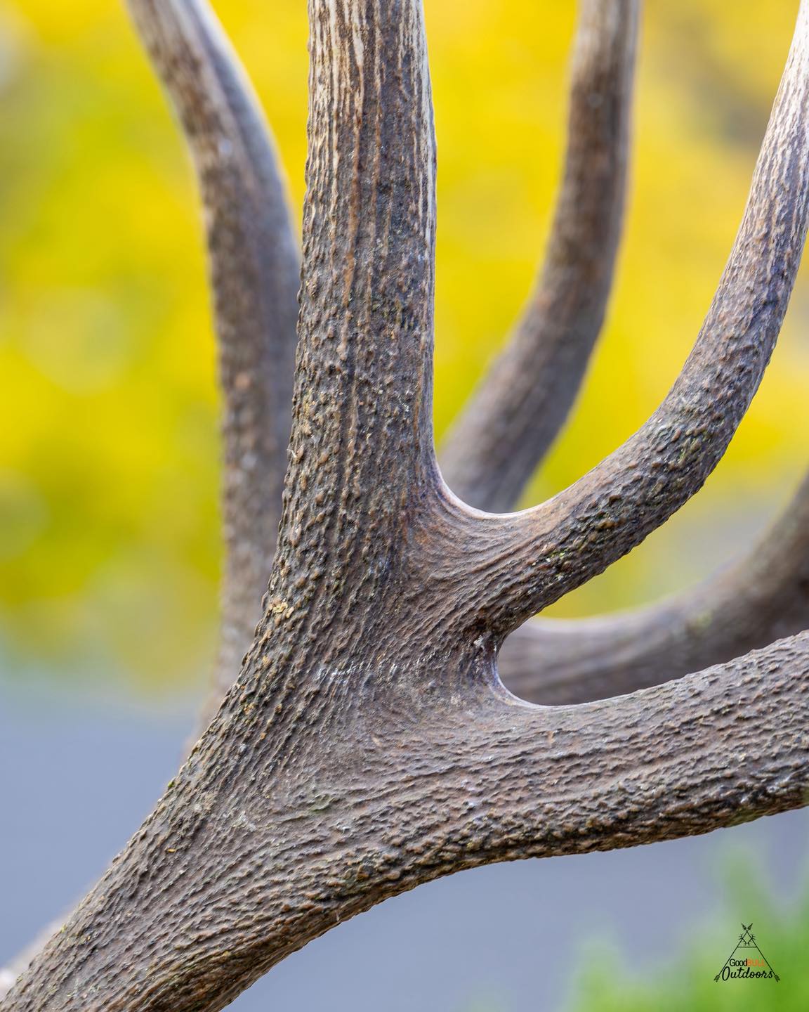 Antler texture